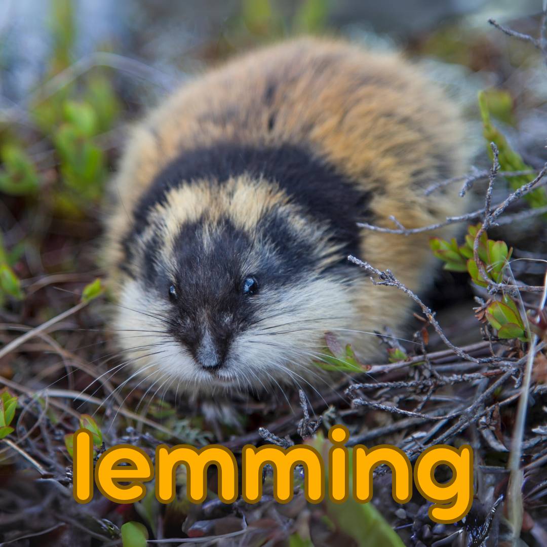 3 Facts About Lemmings 