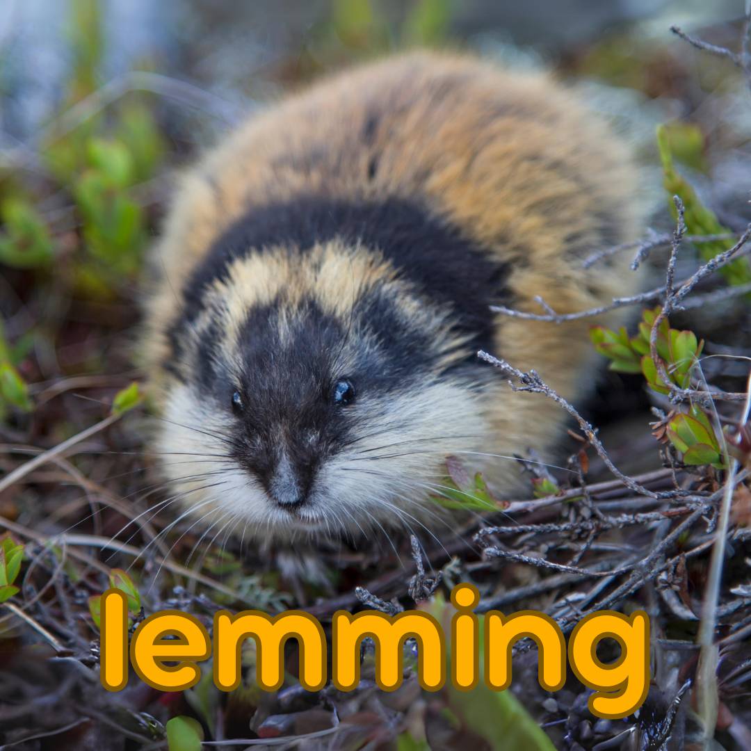 Lemming Facts, Pictures, Information & Video.